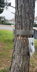 chenille processionnaire du pin